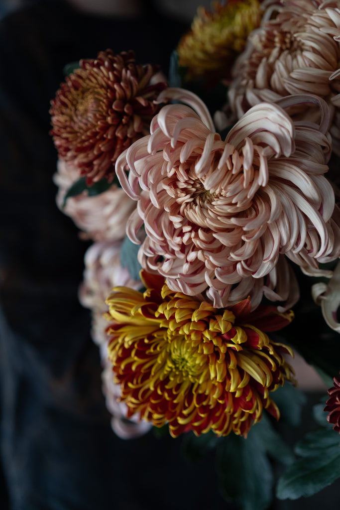 Fall Chrysanthemum | Starting from; thumbnail
