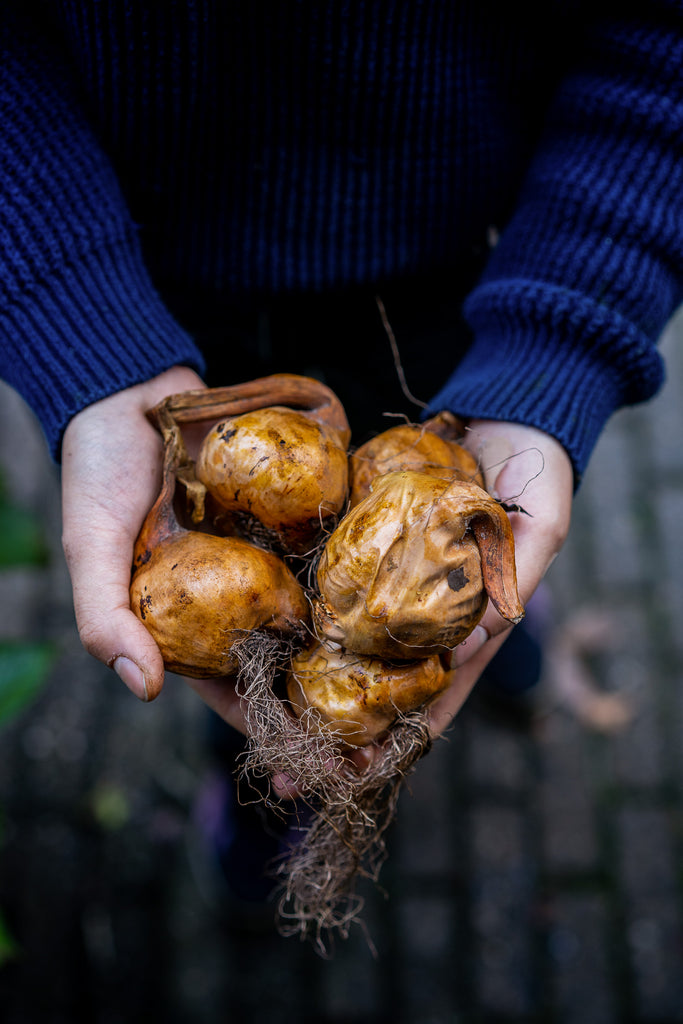 Fall Crocus (herfsttijloos) bulbs | set thumbnail