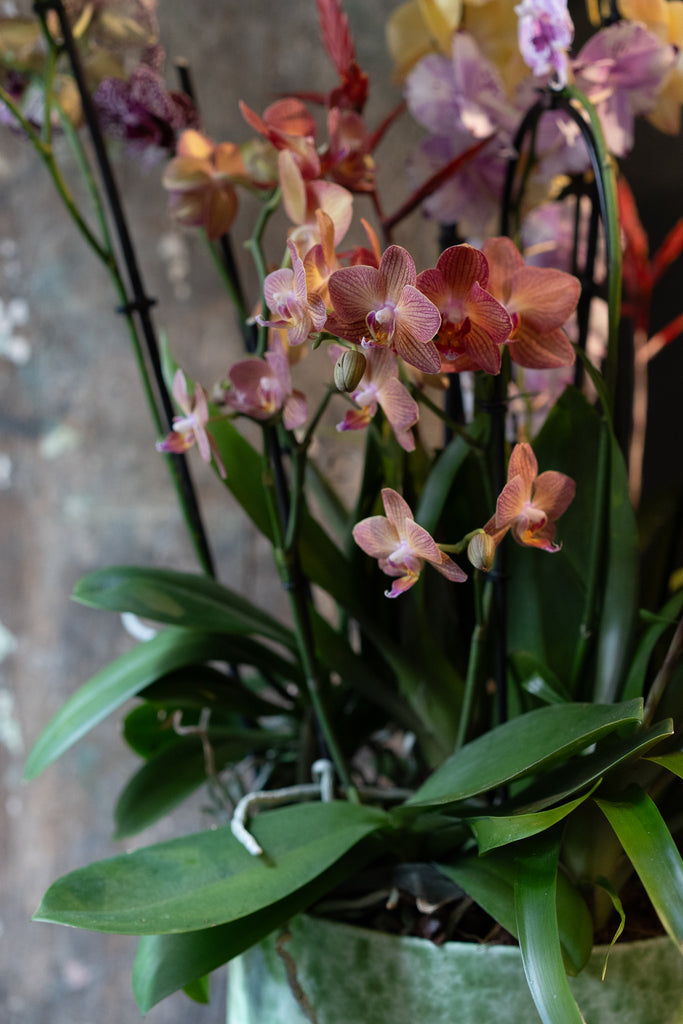 Phalaenopsis Orchid Bowl thumbnail