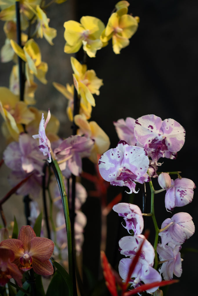 Phalaenopsis Orchid Bowl thumbnail