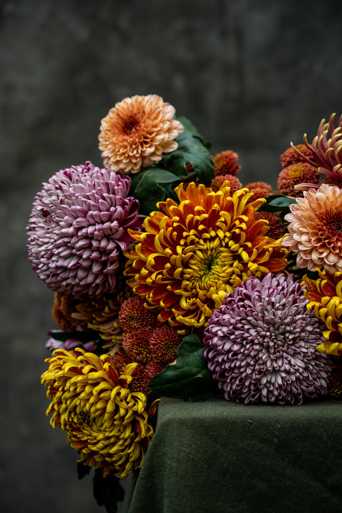 Fall Chrysanthemum | Starting from; thumbnail