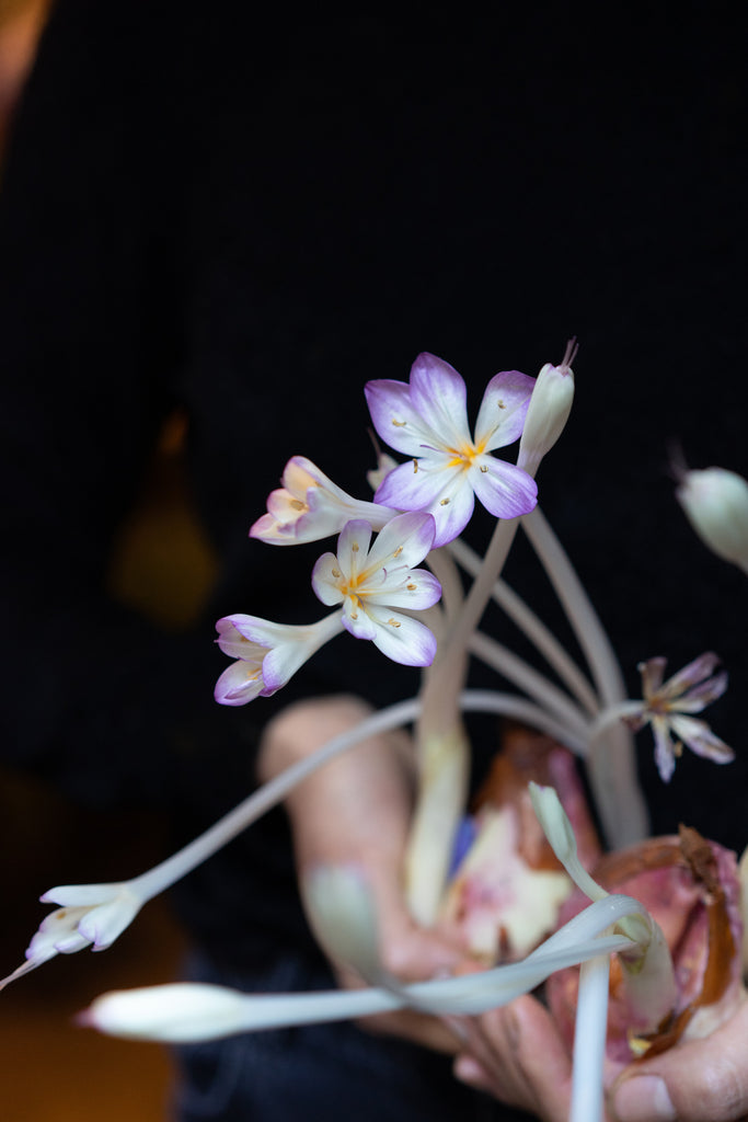 Fall Crocus (herfsttijloos) bulbs | set